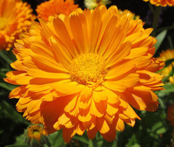 Calendula Pot Marigold Calendula Officinalis 500 Seeds Garden Beautiful USA Sell - $17.98