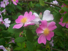 Rose Wild Pink Flower Prairie Rose 20 Seeds Gardening USA SHIPPING - £6.16 GBP