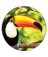 Toucan : Gift Coaster Nature Bird Brazil Costa Rica Tropical Animal Eco - $93.09 MXN