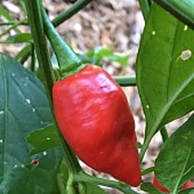 Devil&#39;S Tongue Hot Peppers Red Seeds Fresh - £8.03 GBP