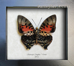 Red Heart Charaxes Zingha Verso Real Butterfly Entomology Collectible Shadowbox - £39.95 GBP