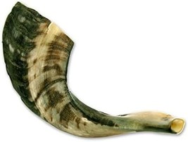 Traditional Shofar From Israel, Jewish Natural Musical Instrument,, 12&quot;). - £28.34 GBP