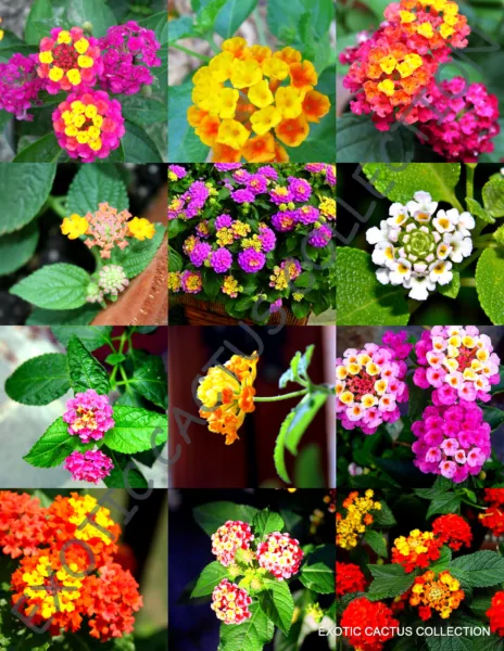 Color Lantana Mix Flowering Shrub Verbenas Butterfly Ham And Egg 100 Seeds Fresh - £25.39 GBP