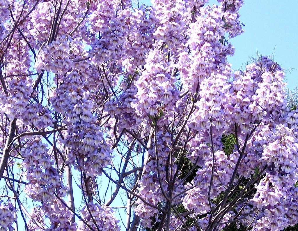 Paulownia Elongata exotic royal empress flowering tree wood bonsai seed ... - $16.44