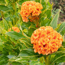50 seeds Celosia Chief Gold - $5.35