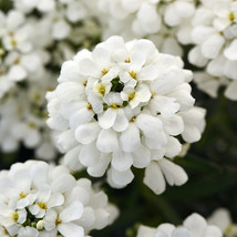 50 Iberis Brilliant White Evergreen Candytuft Seeds Flower Deer Resistant - £14.12 GBP