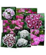 Sweet william  flower seeds, code 038, poets flowers, gardening, flowers... - $91.84 MXN Sweet william  flower seeds, code 038, poets flowers, gardening, flowers... - $91.84 MXN