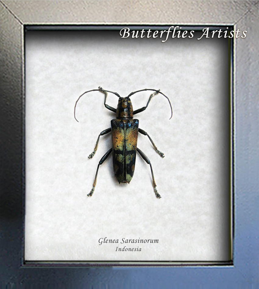 Long Horned Colorful Beetle Glenea Sarasinorum Entomology Collectible Sh... - $44.99