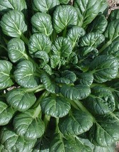 BStore Tatsoi Chinese Cabbage 300 Seeds Tat Soi Non-Gmo Stir Fry Cabbage Ip - £6.75 GBP