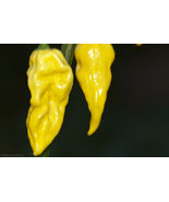 Lemon habanero hot *10 seeds - $9.99