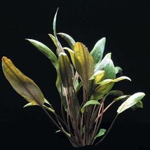 Live Aquarium Plants Cryptocoryne Mioya in Tissue Culture Crypt Tropica Brown - £25.16 GBP