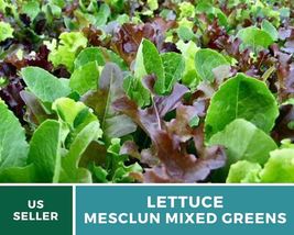 500 Lettuce Mesclun Mix Seeds Lactuca sativa Heirloom Vegetable Open Pol... - £12.39 GBP