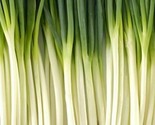 Tokyo Long White Bunching Onion Seeds 200 Vegetable Garden Salad Fast Sh... - £7.22 GBP