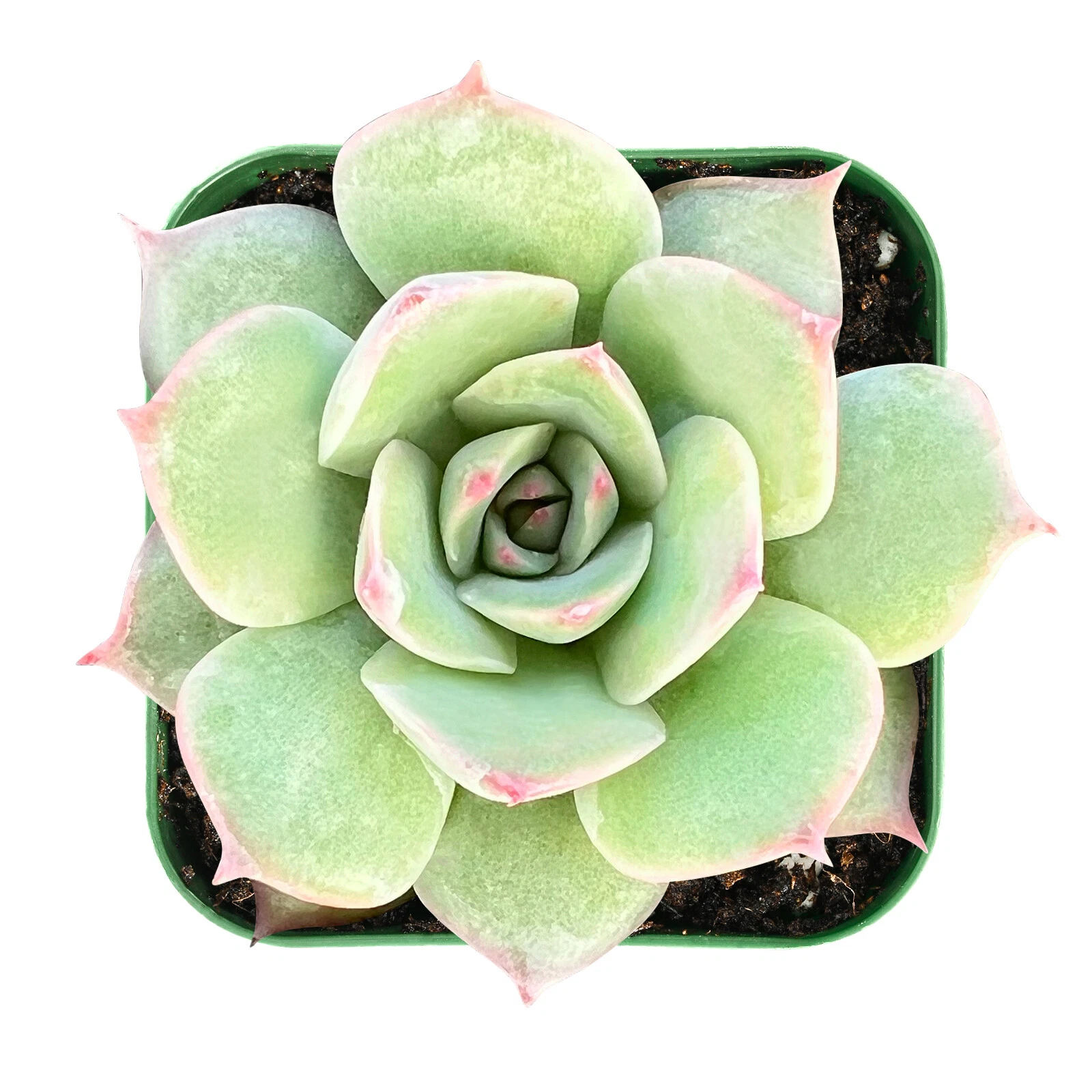 Live Fresh Echeveria &#39;Pink Tips&#39; Succulent Plant Fully Rooted in 2&#39;&#39; Pla... - $18.08