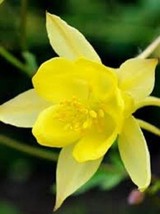 25 Sunshine Yellow Columbine Aquilegia / Perennial / Flower Seeds Fresh Gardenin - £12.92 GBP