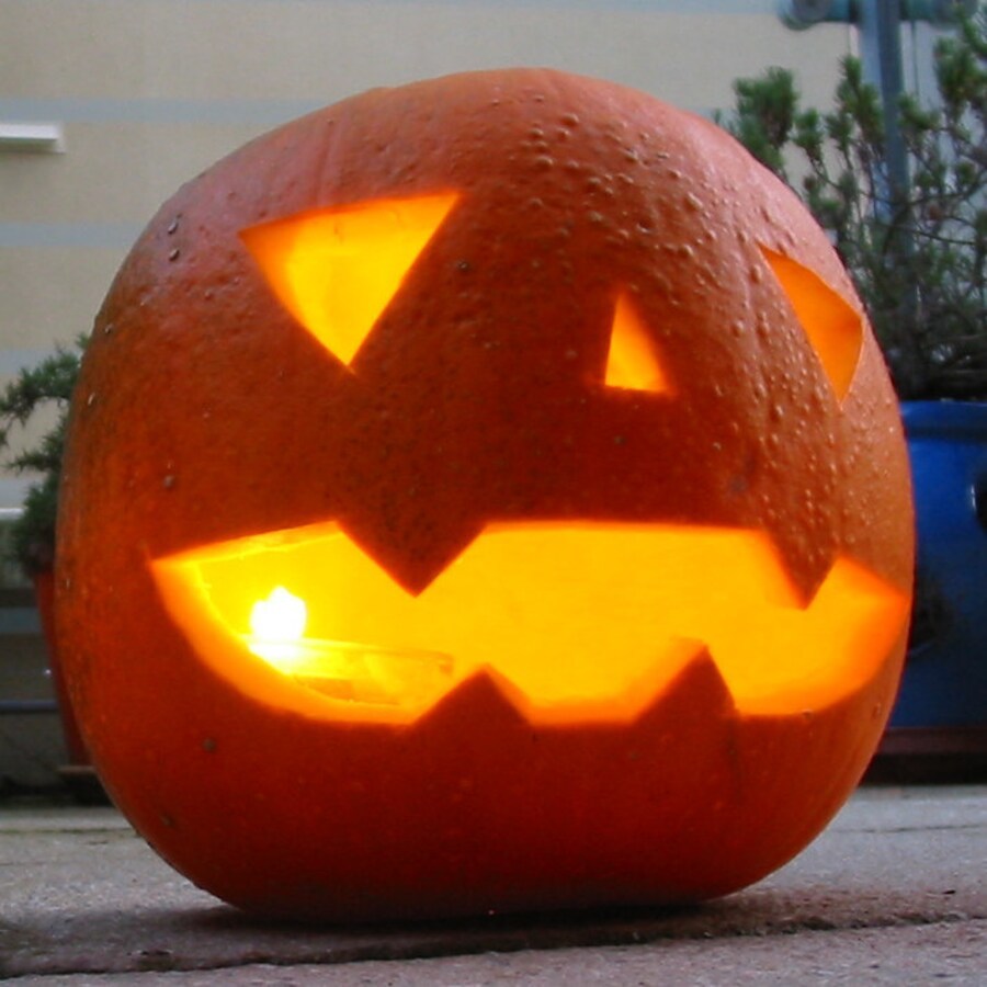 Jack O Lantern Pumpkin Fresh Gardening - $15.92