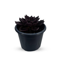 Echeveria Dark Purple by LEAL PLANTS ECUADOR | Echeveria Succulent Purpl... - £15.62 GBP
