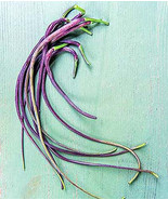 MBK 500 Dragon&#39;S Tail Radish Seeds Bulk Seeds - $12.70