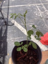 Moringa oleifera 1 Live  plant 6” Tall - $9.90