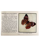 The Buckeye Butterfly 1934 Butterflies Of America Antique Insect Art PCB... - €17,30 EUR