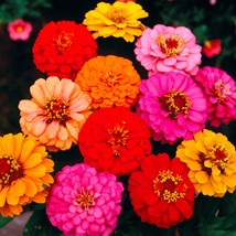 1,500 Flower Seeds Zinnia Seeds Lilliput Mixture - Garden Seeds - FREE SHIP - $53.99