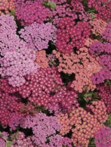 50 Pc Seeds Summer Berries Mix Achillea Yarrow Flower Seeds for Planting | RK - £11.61 GBP