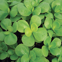 Seeds 500 Green Purslane Portulaca Oleracea Sativa Herb Edible Duckweed - £6.87 GBP