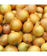 LD Yellow Sweet Onion Seeds Fast Growing - $241.15 MXN