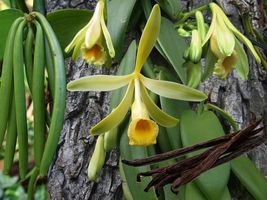 Live STARTER Plant Variegated Vanilla Bean Orchid - Vanilla planifolia variegata - £48.17 GBP