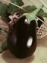 THJAR Eggplant- Black Beauty- 50 Seeds - - $4.99