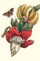 Banana tree &amp; Moths by Maria Sibylla Merian - Art Print - £17.66 GBP+