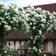 10 Climbing White Rose Seeds Flower Bush Perennial Bloom Shrub Flowers Seed 1302 - £6.98 GBP