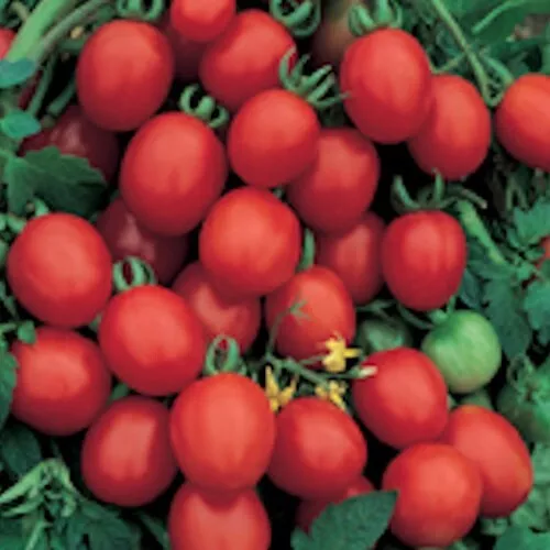 50 Seeds Sugar Plum Tomato Vegetable Garden - £7.73 GBP