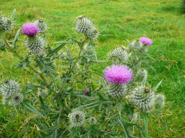 200 Spear (Bull) Thistle high germination Seed - £6.55 GBP