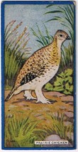 Cowan Co Toronto Card Prairie Chicken Canadian Bird Series - £7.74 GBP