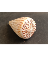 CONUS EBURNEUS SEA SHELL : LARGE 94MM !!!!!! - $16.00