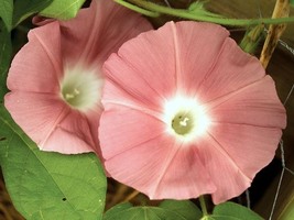 Morning Glory Chocolate, 10 Seeds R - £14.66 GBP