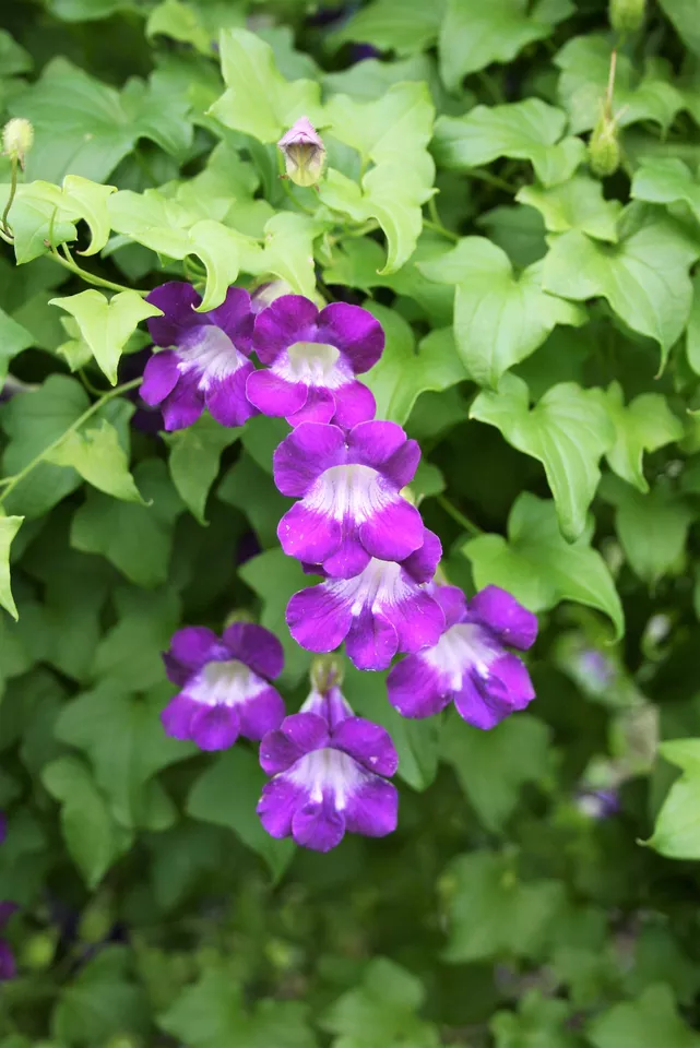 DRAGONSNAP VINE Asarina Scandens Climbing Snapdragon 10 MIXED flower seeds - $10.59