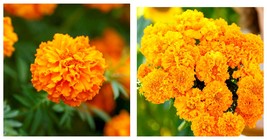 750 Seeds! Marigold, African HAWAII Tall ORANGE Double Blooms Beneficial  - £21.15 GBP