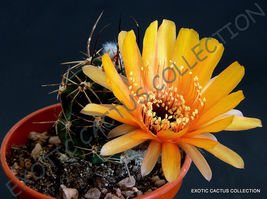 15 Seeds Echinopsis Pugionacantha Lobivia Cactus Chamaecereus Succulent Seed - £14.38 GBP