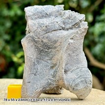 Crocodile Bone Fossil - Jurassic Era, Peterborough | Genuine Specimen | COA - £45.50 GBP