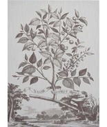 Wall Art Print Inspired by Abraham Munting Muntings Tree Flower 47x65 65x47 - £565.58 GBP