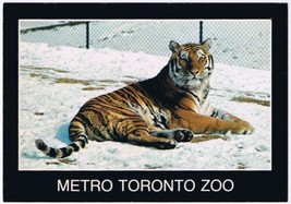 Postcard Animal Tiger Metro Toronto Zoo Toronto Ontario - $3.95