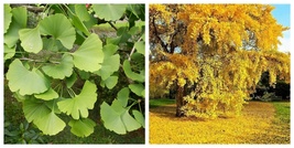 10 Seeds Ginkgo Biloba Tree Seeds Gardening - $40.99