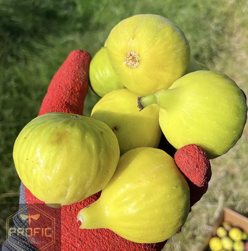 Fig Tree “Yellow Long Neck 1 Plant - £18.14 GBP