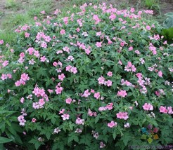 25 Wageningen Geranium Seeds Flower Fresh Seeds - £7.14 GBP