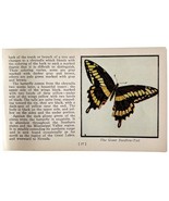Giant Swallow Tail Butterfly 1934 Butterflies Of America Insect Art PCBG14B - $28.05 CAD
