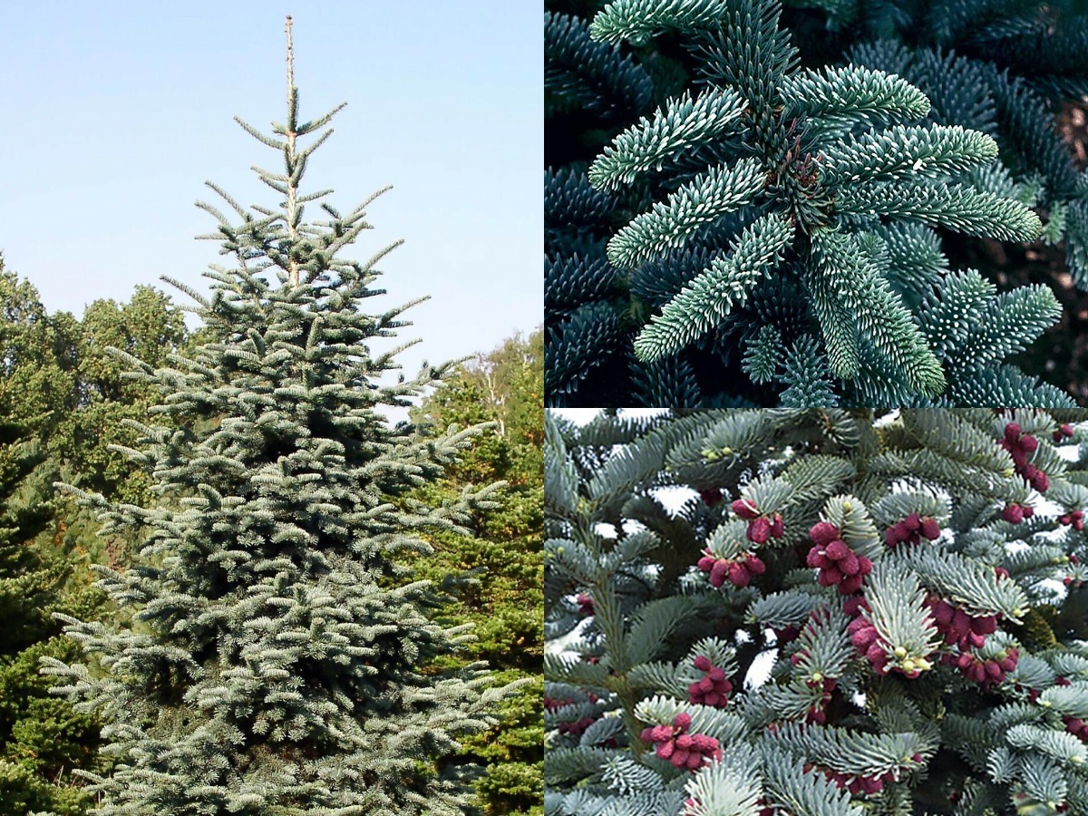 Variety Size Seeds Blue Noble Fir Abies procera glauca Abies nobilis Tree Seeds - $16.90 - $29.20