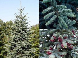 Variety Size Seeds Blue Noble Fir Abies procera glauca Abies nobilis Tree Seeds - £13.49 GBP+