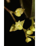 DENDROBIUM MUCRONATUM MINIATURE ORCHID MOUNTED - £25.94 GBP